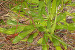 Coastal plain chaffhead